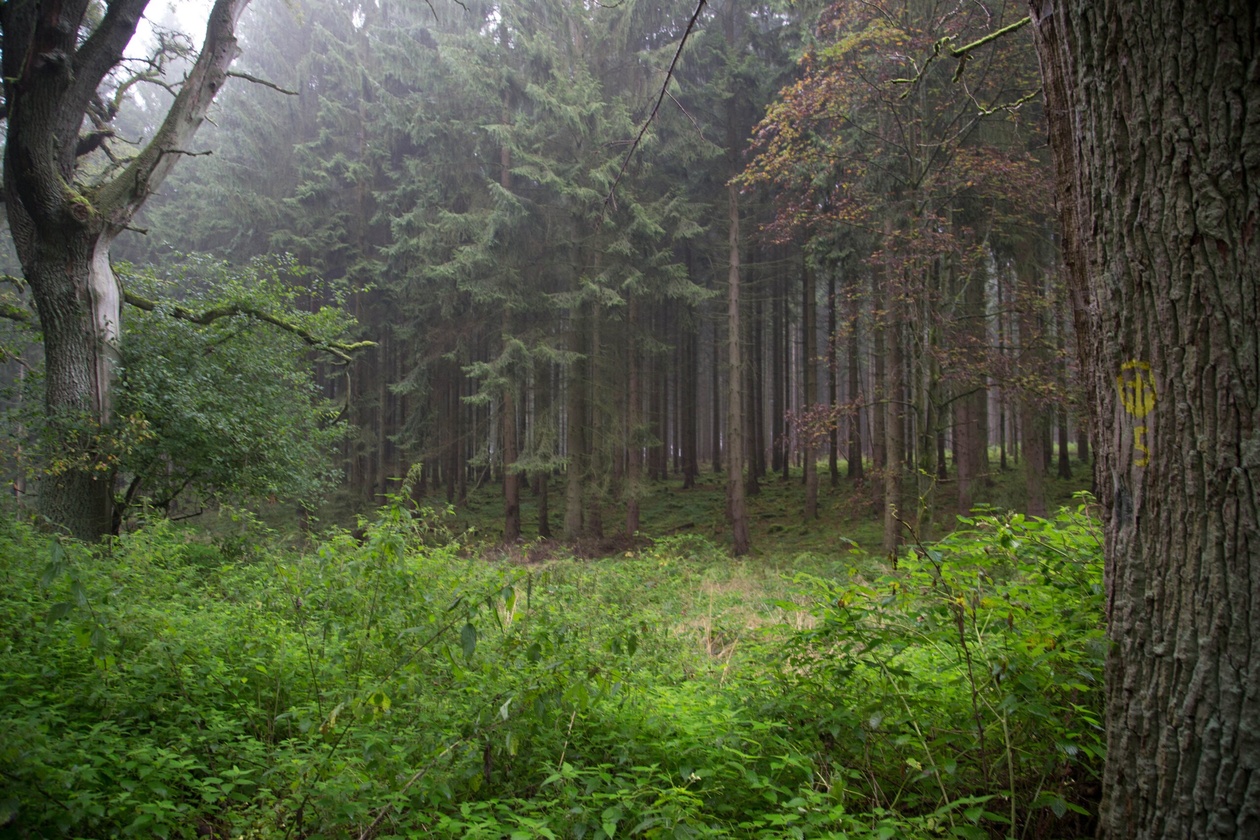 Urwald Sababurg