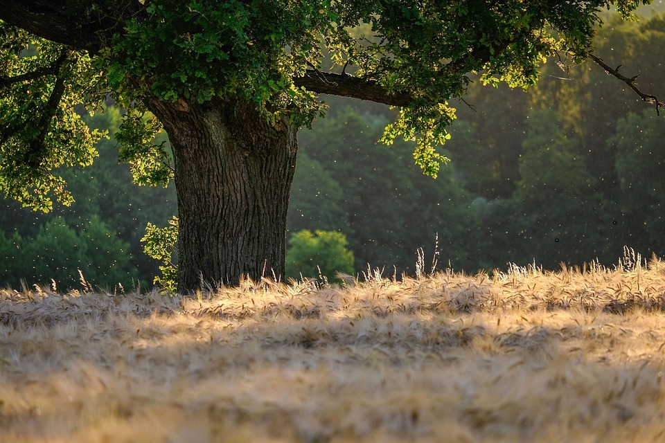 baum