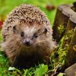 Igel
